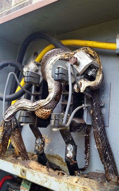 bees in electrical switch box|snakes in electrical boxes.